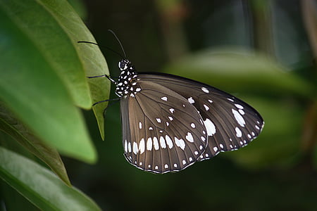 white, green, leaf, Butterfly, Wings, Insect, Common Crow