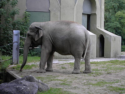 con voi, động vật có vú, động vật ăn cỏ