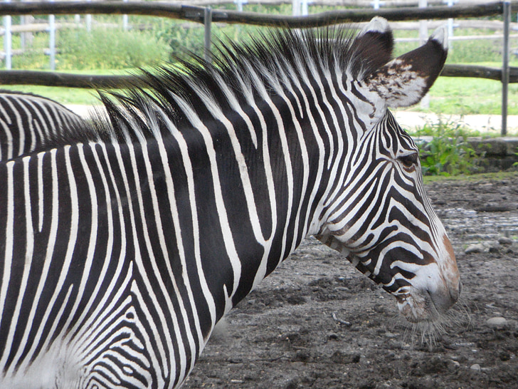 Zebra, csíkos, fekete-fehér, fej, első darab