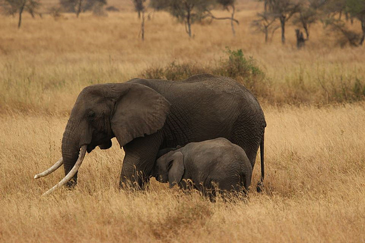 bébé éléphant, famille d’éléphant, Parc National de Serengeti, l’Afrique, Tanzanie, éléphants, sauvage