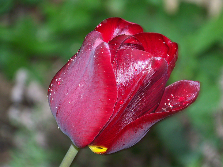 Bloom, fiore, verde, nero, tulipano, rosso, In alto