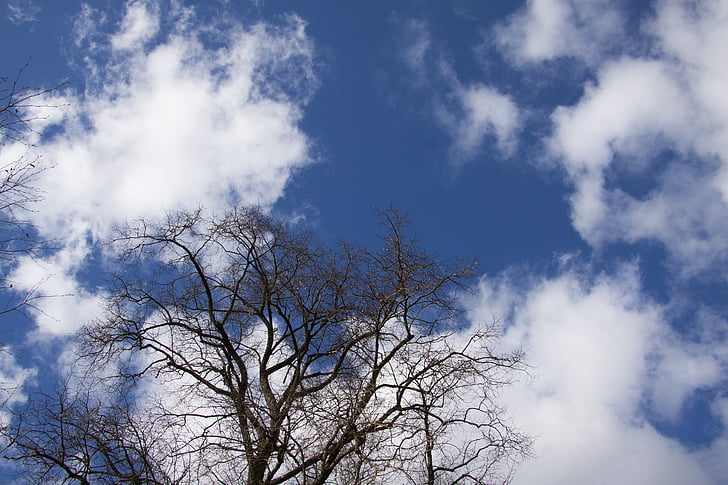 albero, nuvole, cielo, blu, sagoma, aprile, primavera
