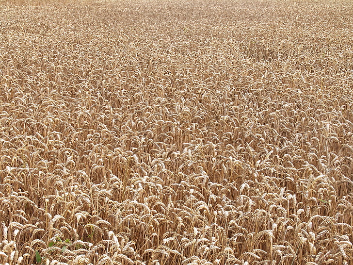 field, wheat, wheat field