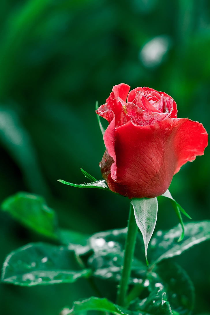 Rosa, rastlín, červená, kvet, lístkov, červená ruža, Záhrada