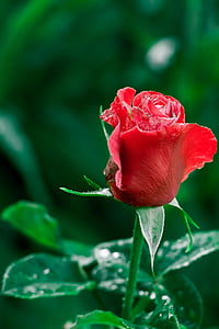 Rosa, planta, vermell, flor, pètals, rosa vermella, jardí