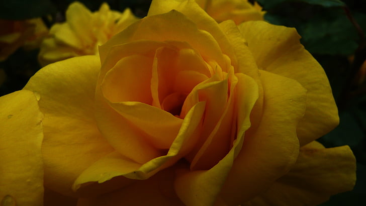Роза, жълто, цвете, флорални, Блосъм, Любов, романтика