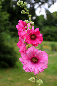 hollyhock, pink, summer, flower, nature