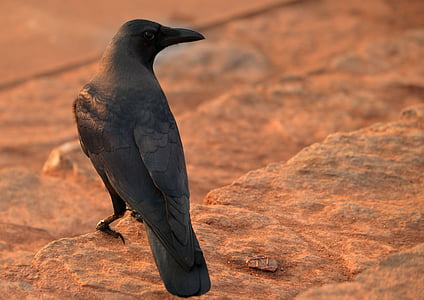 crow, raven, black, blackbird, animal, bird, nature