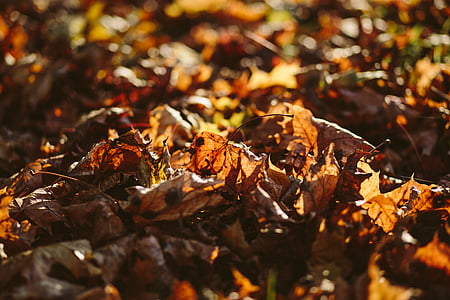 Есенни листа, мъгла, едър план, цвят, цвят, изсушени листа, Есен