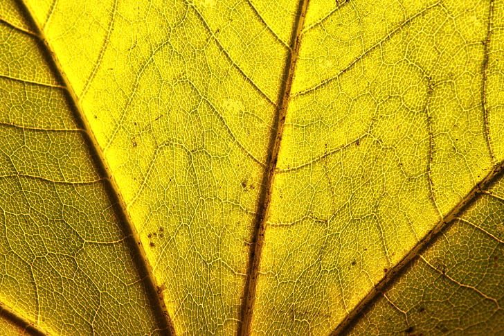 Acer, close-up, folha, Maple, Noruega, platanoides, amarelo