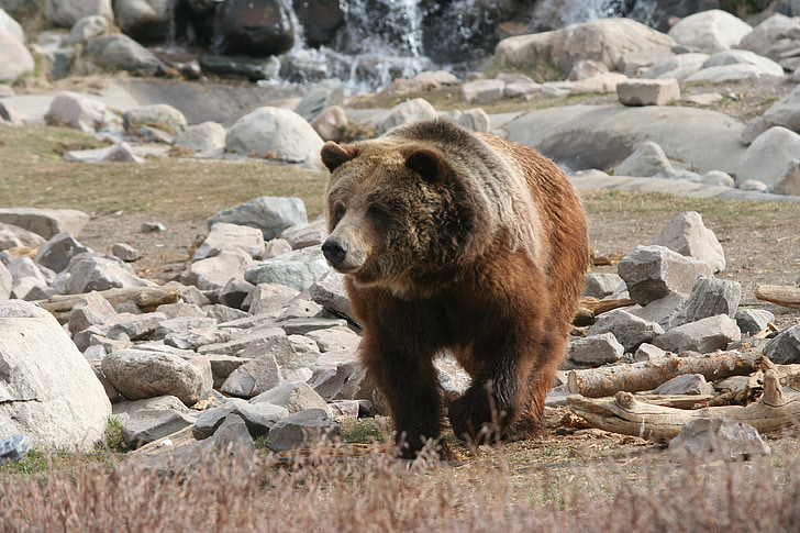 Grizzly, Karhu, Yellowstone, eläinten, nisäkäs