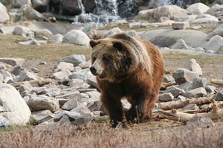 grizzli, ours, Yellowstone, animal, mammifère