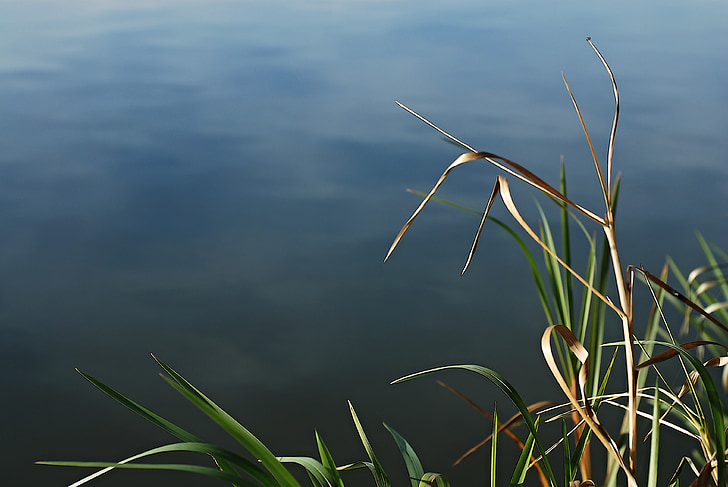 surface, reeds, pond, water-level, water, edge of the pond, nature