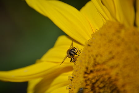 sun flower, yellow, wasp, close, yellow flower