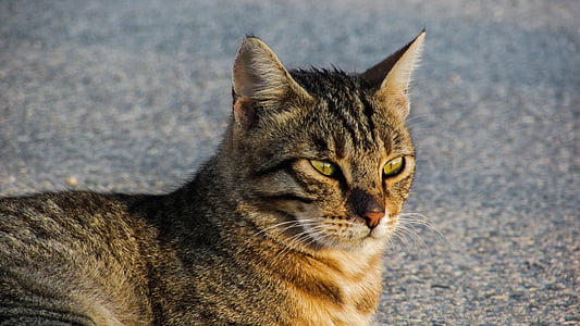 katė, benamių, gyvūnų, gatvė, sėdi, atsipalaiduoti, žiūrėti, žiūrėk