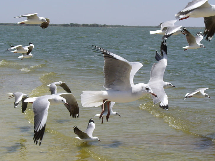 birds, seagulls, sea, ave, wings, animal, beach