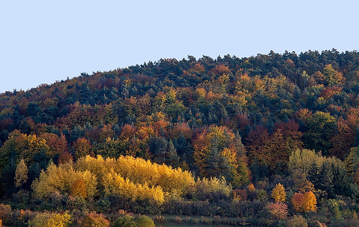 autumn, leaves, fall leaves, autumn colours, fall color, autumn mood, october
