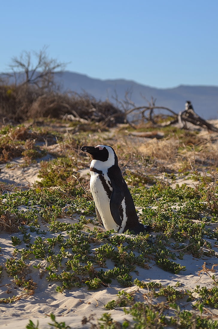 penguini, pingvinai, Pietų Afrika, Keiptaunas, akmens riedulys