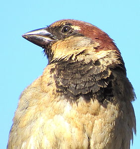 Sparrow, pták, Příroda, město, zvětšení, zvíře, volně žijící zvířata