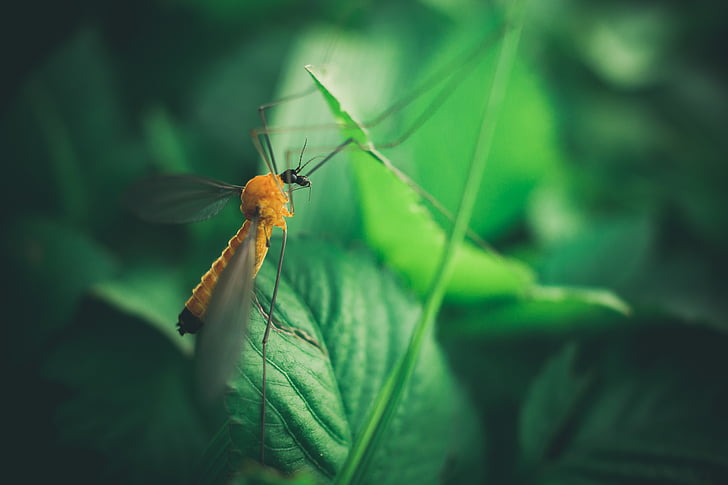 Povečava, zelena, insektov, listi, na prostem, narave, živali