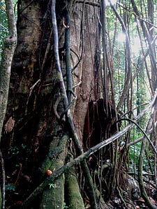 Рапунцель: запутанная история, дерево, джунгли, Доменика, деревья, Флора, Природа
