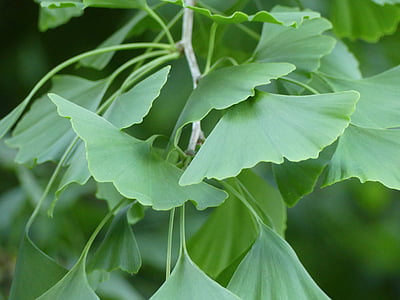 Ginkgo, hojas, árbol de Ginkgo, hoja de Ginkgo, planta, hoja, naturaleza