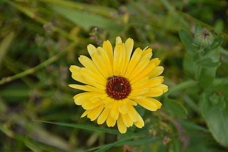 marigold, flower, garden, yellow, nature, flora, blossom