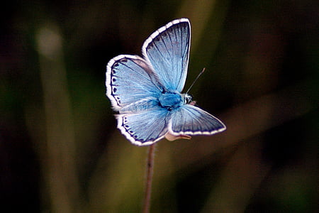 vlinder, blauw, dier, één dier, insect, dierlijke thema 's, dierlijke vleugel