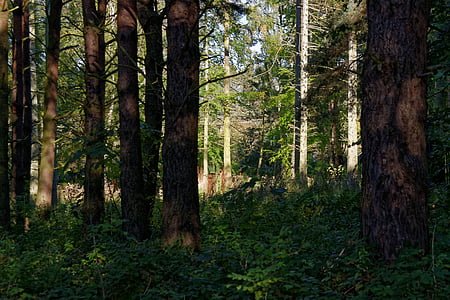 Les, Woods, stromy, Příroda, lesní krajina, lesní stromy, listy