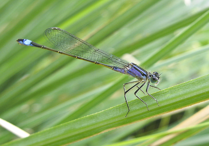 Dragonfly, blå, naturen, insekt, dammen, naturfotografering, grön färg