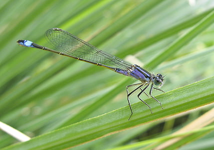libélula, azul, naturaleza, insectos, estanque, fotografía de vida silvestre, color verde