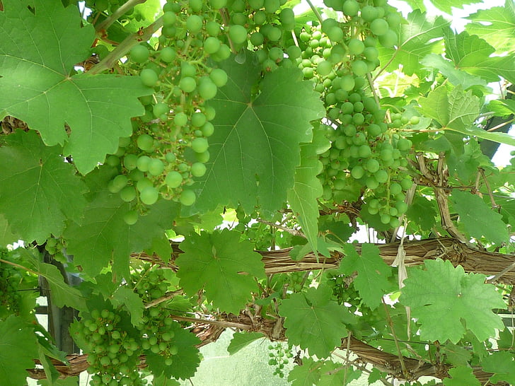 mediterranean, grapes, greenhouse, nature, grape, leaf, fruit