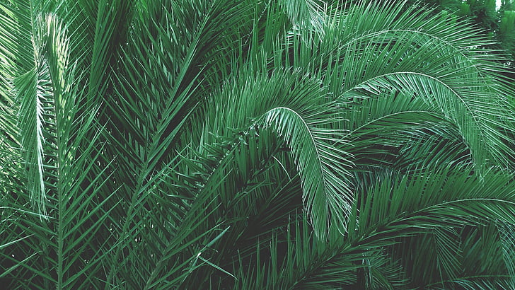 green, leaves, palm, palm tree, tree, green color, leaf
