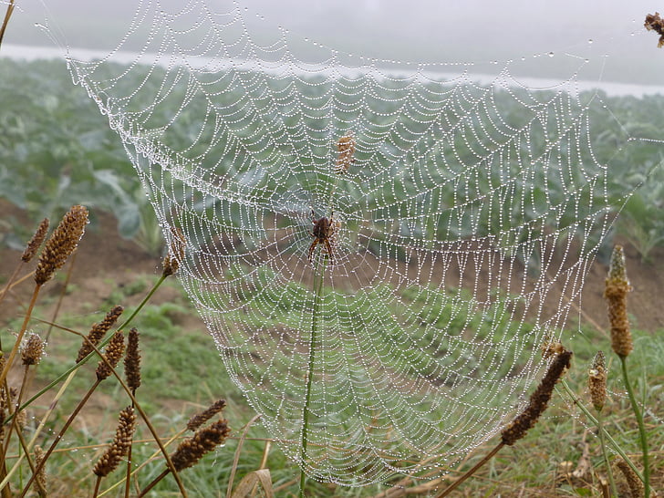 Bretagne, Landschaft, Spinnennetz, Tautropfen, Herbststimmung, Spin, Netzwerk