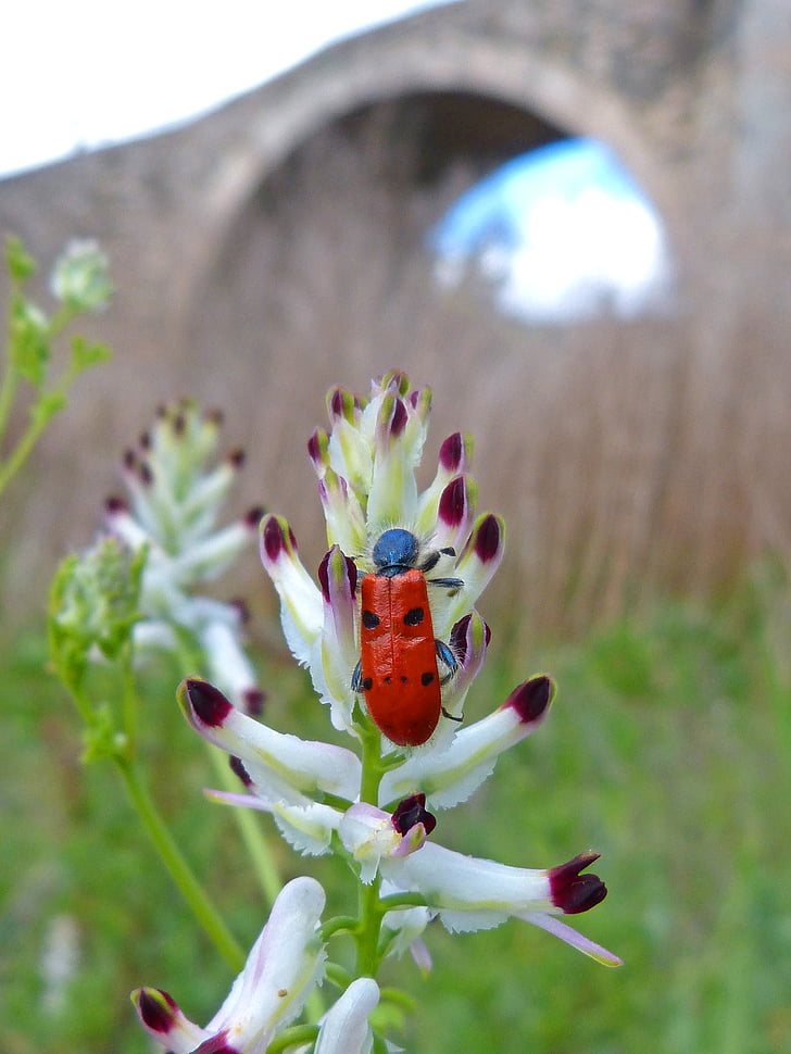 mylabris quadripunctata, ladybug, beetle meloideo, roman bridge, wild flower, river, landscape of riverside