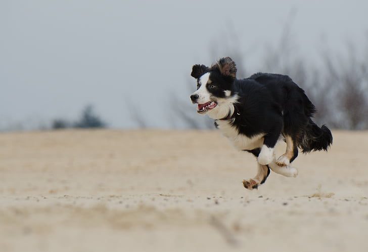 Running dog, plage, été, jeune chien, chien, animaux de compagnie, animal