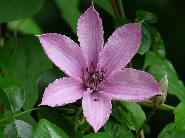 clematis, flower, flora, plant, bloom, purple, light purple