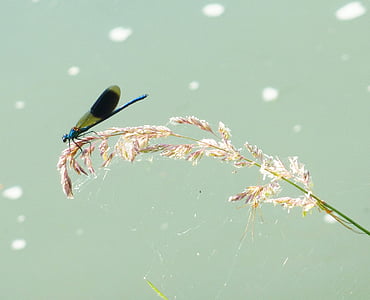 demoiselle, dragonfly water, spring, herbs, nature, field, sun