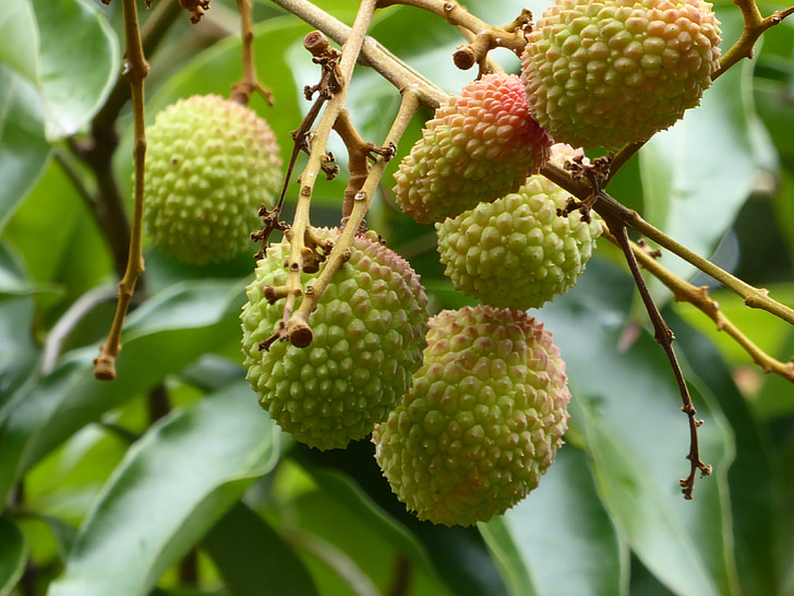 ličiai, vaisių, žalia, Mauricijus, medis