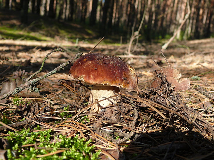 mushroom, boletus, summer, forest, nature, autumn, fungus