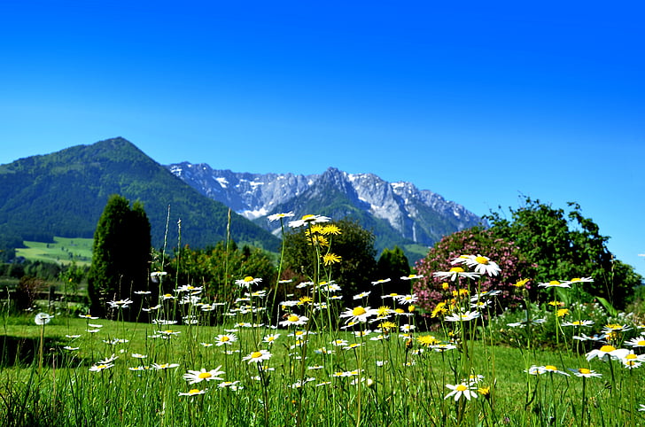 flower meadow, Tusindfryd, vilde blomster, bjerge, landskab, forår, Daisy felt