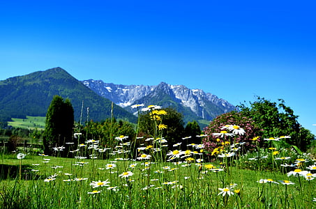 flower meadow, daisies, wildflowers, mountains, landscape, spring, daisy field