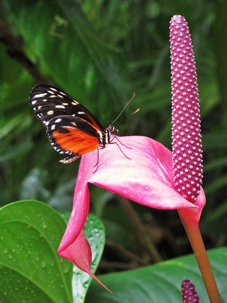 Motyl, Monarcha, Natura, Monarch butterfly, owad, skrzydła, błąd