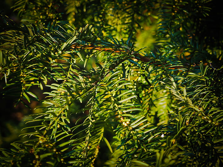 fir, branches, tannenzweig, pine needles, branch, needles, green