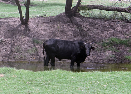 Бул, говеда, едър рогат добитък, Bharatpur, Индия, крава, животните