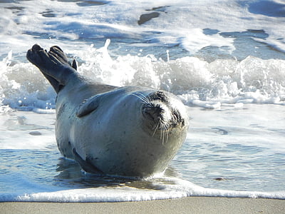 Harbor seal, ausruhen, Sonnenbaden, Wasser, Strand, Ufer, Sand