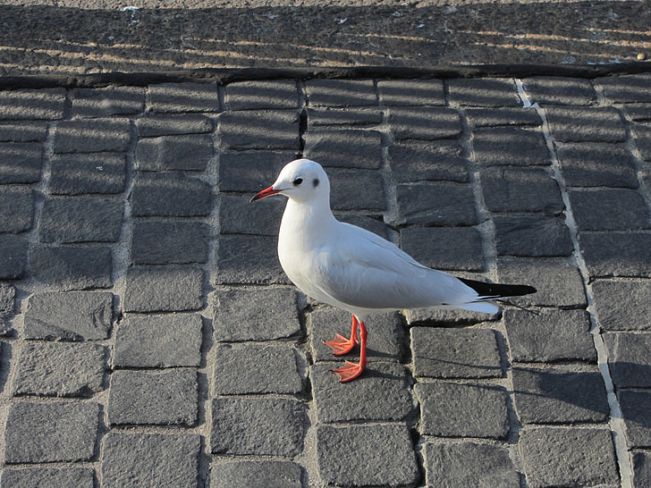 seagull, cobblestones, zurich, switzerland, vogelnahaufnahme, water bird, standing