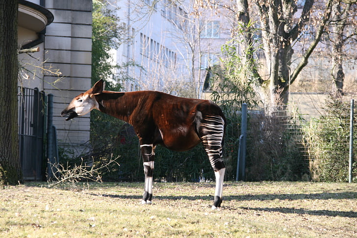 Зоопарк, Швейцария, животное, лошадь, Животные-темы, одно животное, Домашние животные