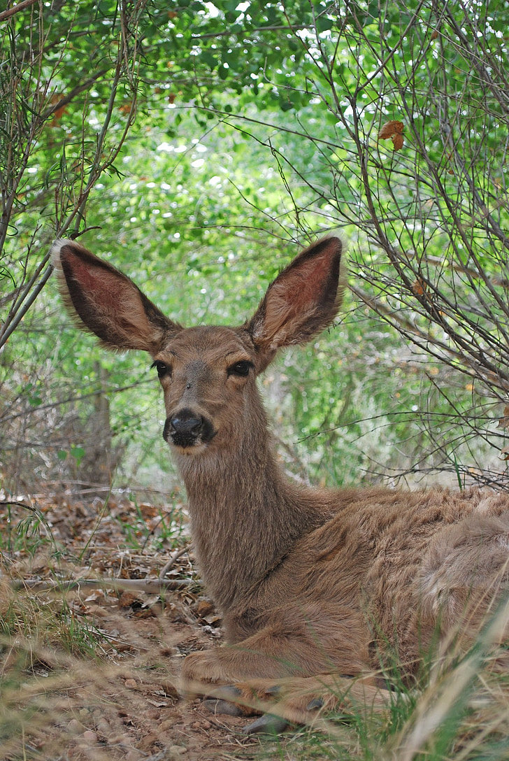 mule deer, doe, wildlife, nature, resting, ground, reclined
