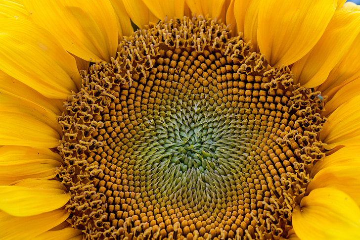 květ, Sun flower, žlutá, Zavřít